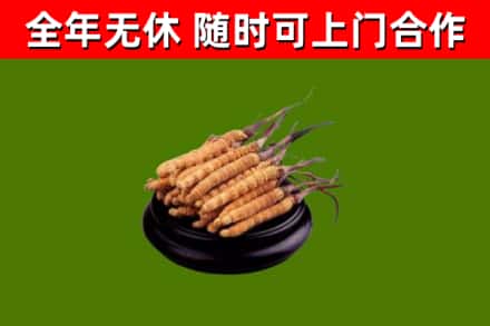 太子河烟酒回收冬虫夏草.jpg
