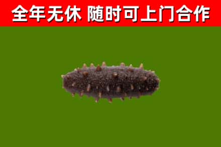 太子河烟酒回收干海参.jpg